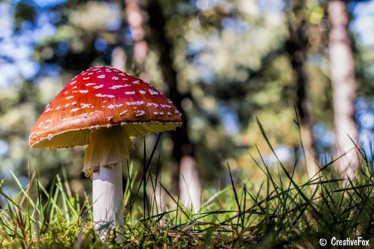 Fotograaf en schrijver van reis-, bergsport- natuur- en historische artikelen