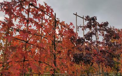 Opgang 16 oktober