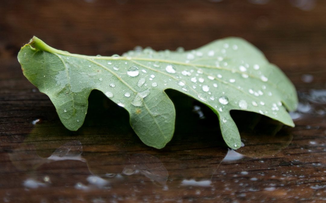 Meditaties in de Adventstijd 19 december