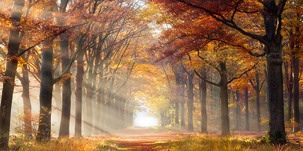 Autumn forest
