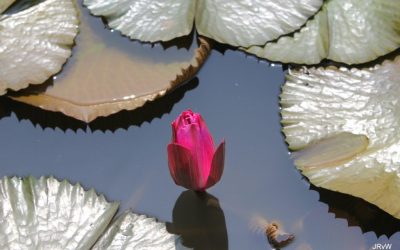 Op Weg naar Pinksteren 15 mei