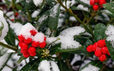 Meditaties in de Adventstijd 24 december