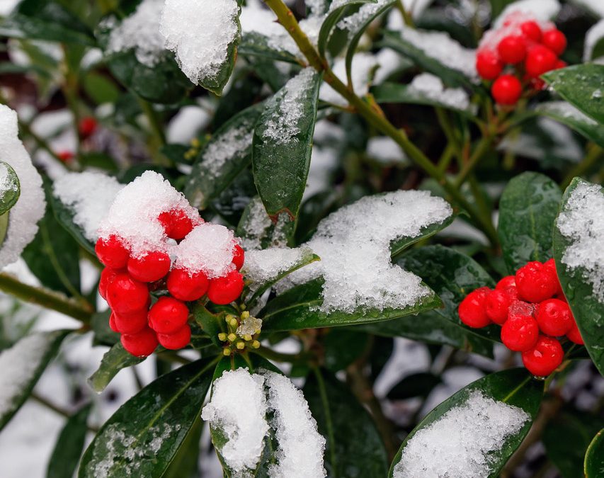 Meditaties in de Adventstijd 24 december