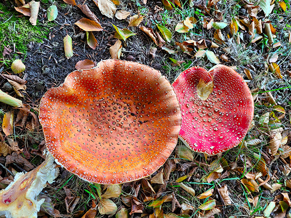 Herfst paddelstoel