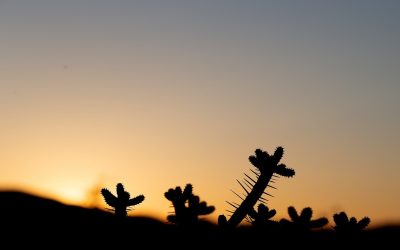 Meditaties in de Adventstijd 5 december