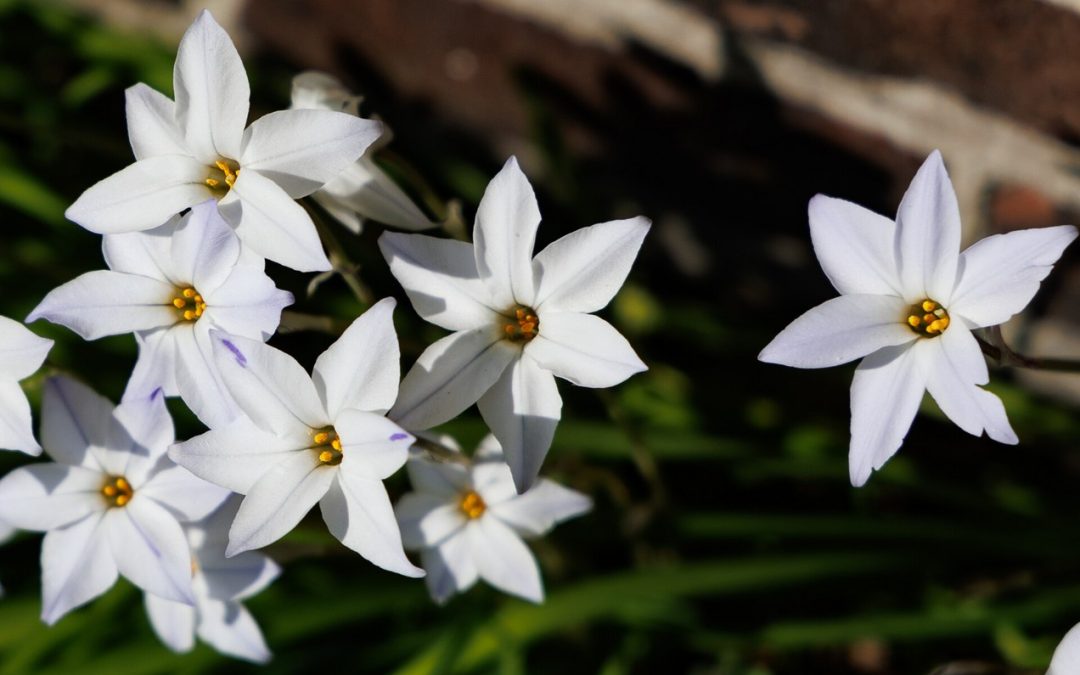 Meditaties in de Adventstijd 24 december