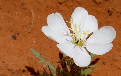 Op weg naar Pasen door Juup van Werkhoven 26 maart