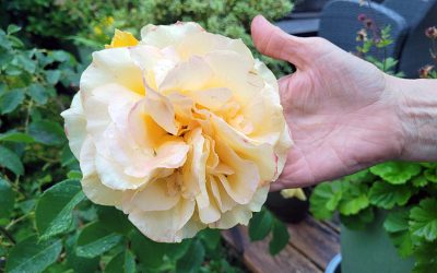 Opgang door Agnes van Bekkum 21 juni